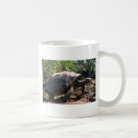 Riesige Schildkröte Galapagos (kuppelförmige Art)  Kaffeehaferl