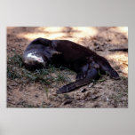 Riesiger Flussotter (Pxeronura brasiliensis) Plakatdrucke