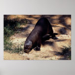 Riesiger Flussotter (Pxeronura brasiliensis) Plakatdrucke