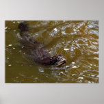 Riesiger Flussotter (Pxeronura brasiliensis) Posterdrucke