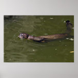 Riesiges Flussotter (Pxeronura brasiliensis) swimm Posterdruck