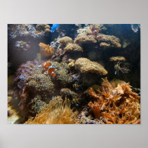 Riff-Fische - Clownfish Plakatdruck