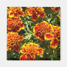 Ringelblumen-Magnet Magnete