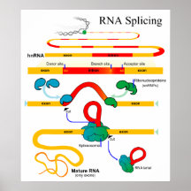 RNS, die Molekularbiologie-Genetik-Diagramm verstä Plakat