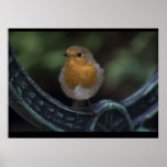 Robin Poster