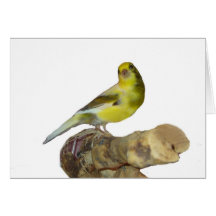 Rollenkanarienvogel Grußkarte