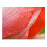 Rosa abstrakte Tulpe-Fotografie Postkarte