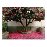 Rosa Baum in der Stadt von Blumen St. Helier Postkarten