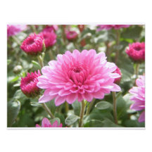 rosa Blume Ankündigung