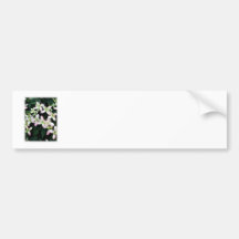 Rosa Blumen. Clematis. Auf Weiß Auto Sticker
