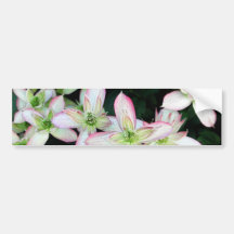 Rosa Blumen. Clematis. Autoaufkleber