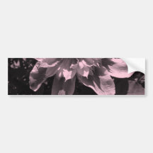 Rosa Blumen. Clematis. Stilvoller Entwurf Autoaufkleber