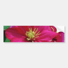 Rosa Clematis-Blumen Auto Aufkleber