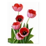 Rosa Frühlings-Tulpe-Blumenstrauß-Fotografie Postkarten