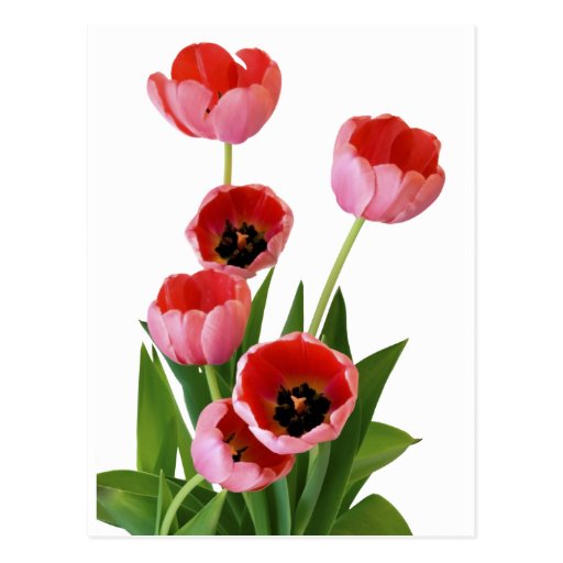 Rosa Frühlings-Tulpe-Blumenstrauß-Fotografie Postkarten