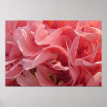 Rosa Mohnblumen-Blumenblätter Posterdrucke