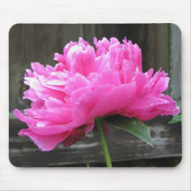 Rosa Pfingstrosen-Blüte Mousepads