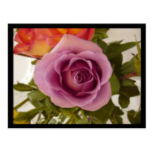 Rosa Rose Postkarte