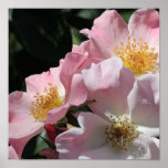 Rosa Rosen-Druck