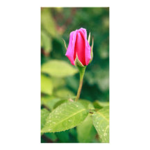 Rosa Rosenknospe Individuelle Photo Karten