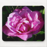 Rosa Rugosa Tapis De Souris