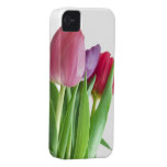Rosa Tulpen iPhone Fall iPhone 4 Cover