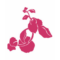 Rosa verlässt Hemd