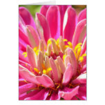 Rosa Zinnia-Blumen-Makrokarte
