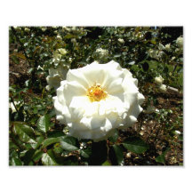Rose blanc tirages photo