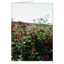 Rose in Venedig Karte