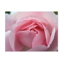 Rose:: Postkarte