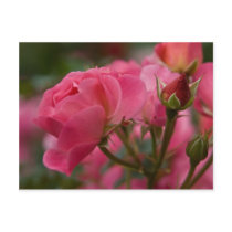 Rose:: Postkarte