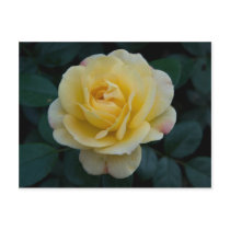 Rose:: Postkarte