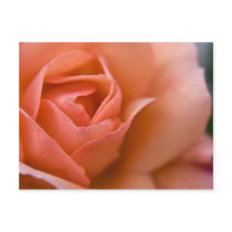 Rose:: Postkarte