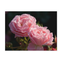 Rose:: Postkarte