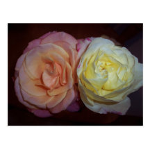 ROSE POSTKARTE