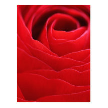 Rose Postkarten