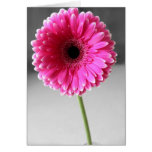 RoseGerbera Karte