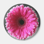 RoseGerbera Magnete