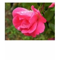 Rosen-Hemd
