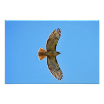 Rot-Angebundener Falke im Flug Fotografie
