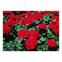 Rote Blumen-Blumen Ankündigungskarte