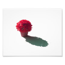 Rote Blumen-weißer Eimer und Schatten Kunstfotos