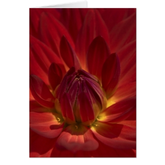 Rote Dahlien Blumen Einladungskarte