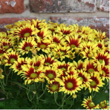 Rote gelbe Blumen gegen braune Wand des roten Zieg Fotoskulpturen