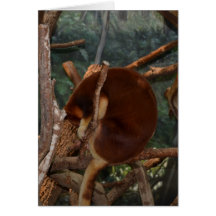 Rote Koala-Karte!