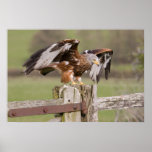 Roter Drachen Plakat