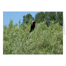 Roter Flügel in der Weide Grußkarten