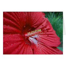 Roter Hibiskus mit Regentropfen Grußkarte