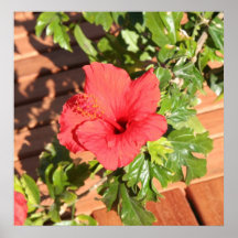 Roter Hibiskus Posterdrucke